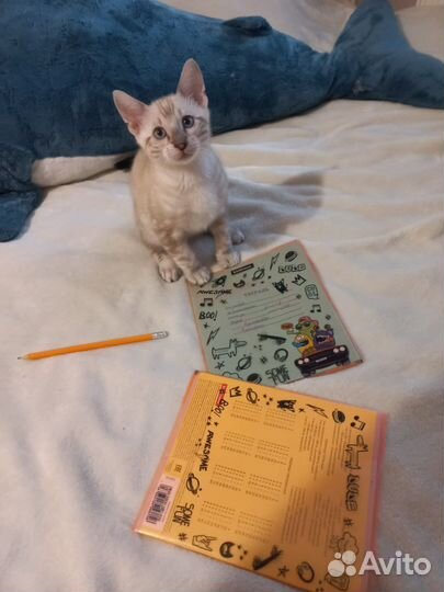 Бенгальские котята с документами