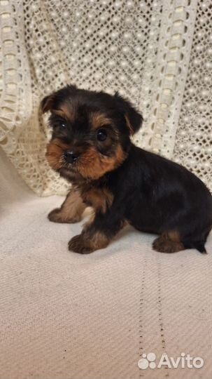 Йоркширский терьер мини беби фейс щенки