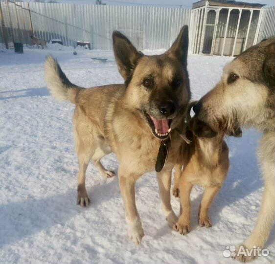 Овчаристый пёс с историей