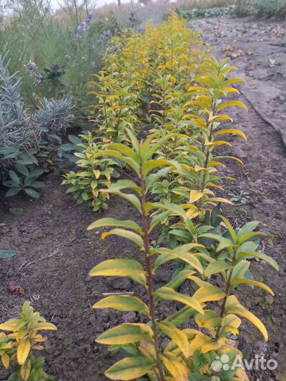 Декоративные кустарники