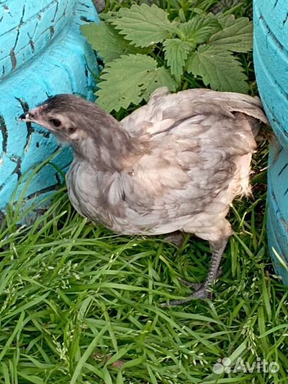 Породистые подрощенные цыплята