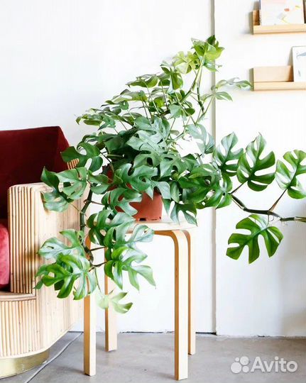 Рафидофора тетрасперма