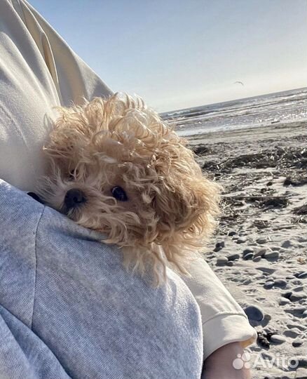 Мальтипу микро teacup teddy beige ONE IN A million