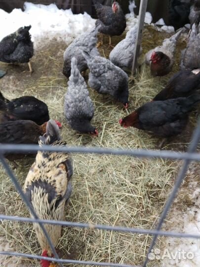 Инкубационное яйцо Даминантов несушек