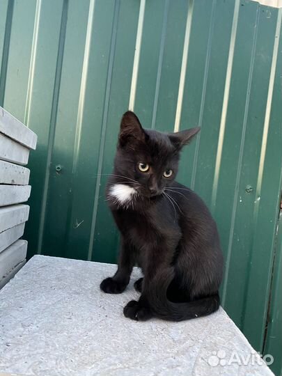Котенок