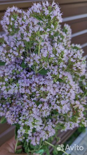 Душица и зверобой