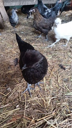 Индюки, индоутята, цыплята и цесарята