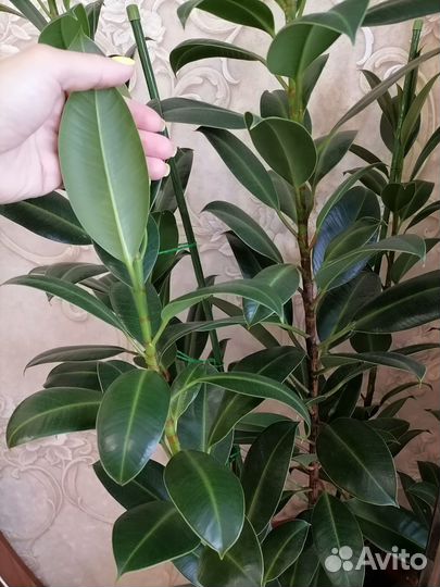 Продам фикус