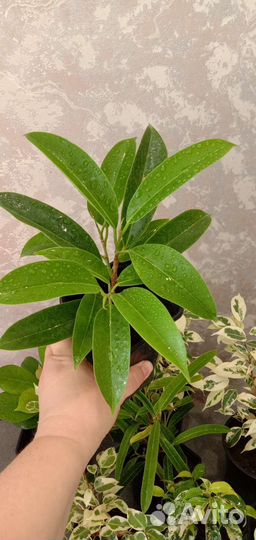 Коллекционные фикусы - подростки