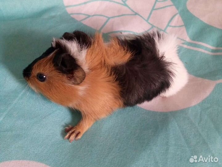 Морские свинки
