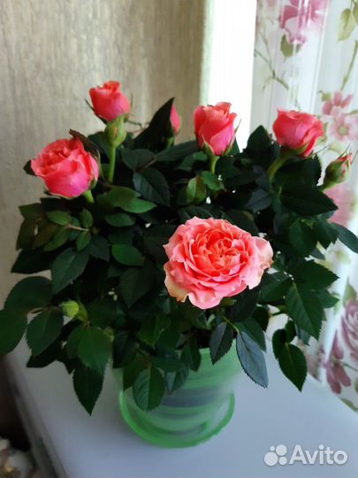 Продам отростки комнатных цветов