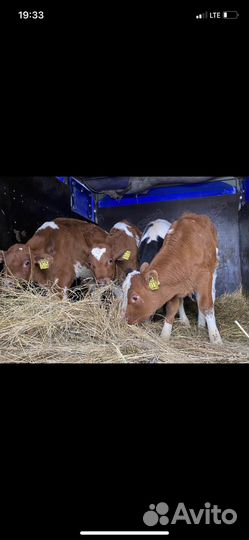 Продажа бычков