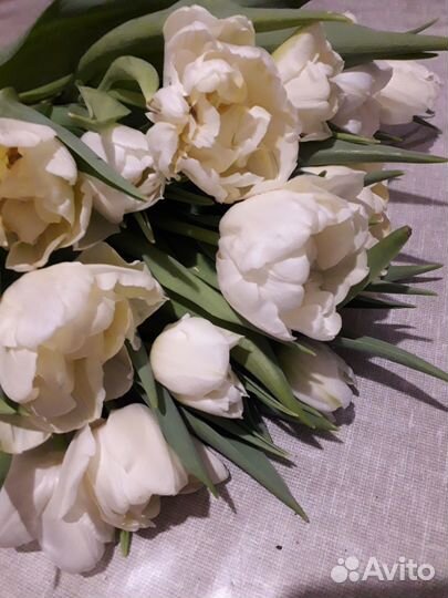 Тюльпаны некондиция (короткие)