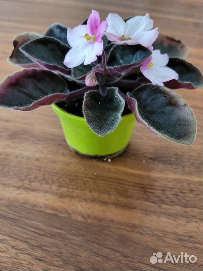 Фиалка розово-белая