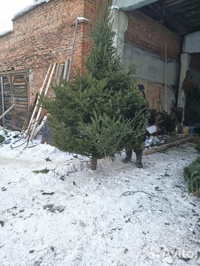 Царь елка живая новогодняя