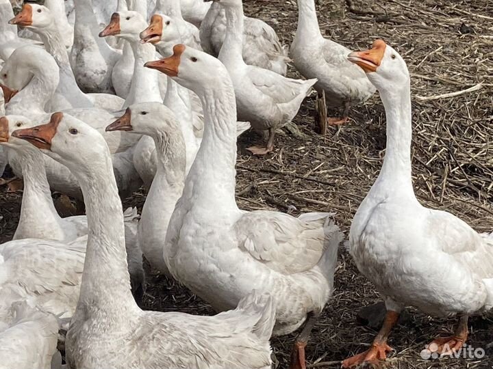 Яйца гусиные инкубационные