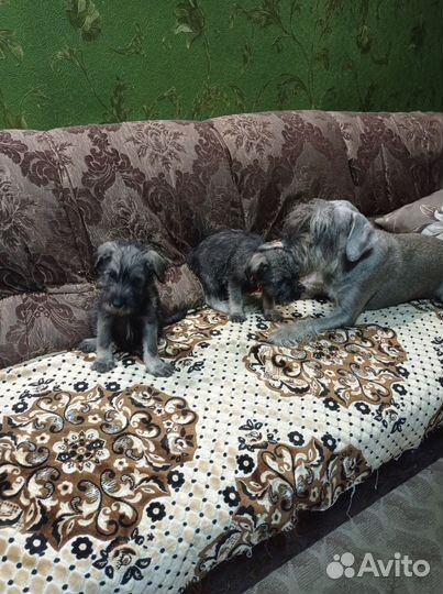 Щенки миттельшнауцера