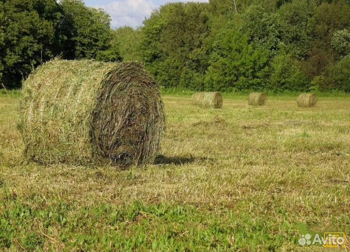 Сено луговое, солома - Ратманово