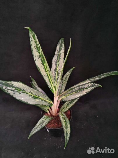 Аглаонема matcha (матча) лемон