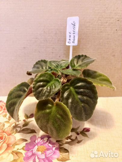 Сортовые фиалки 2