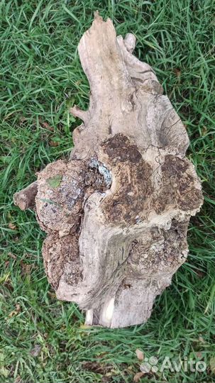 Корень дерева