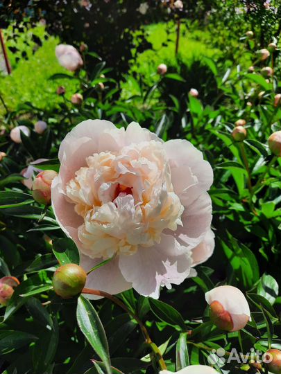 Пионы корневища