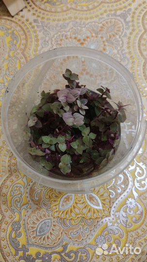 Веточки на срез коллизия