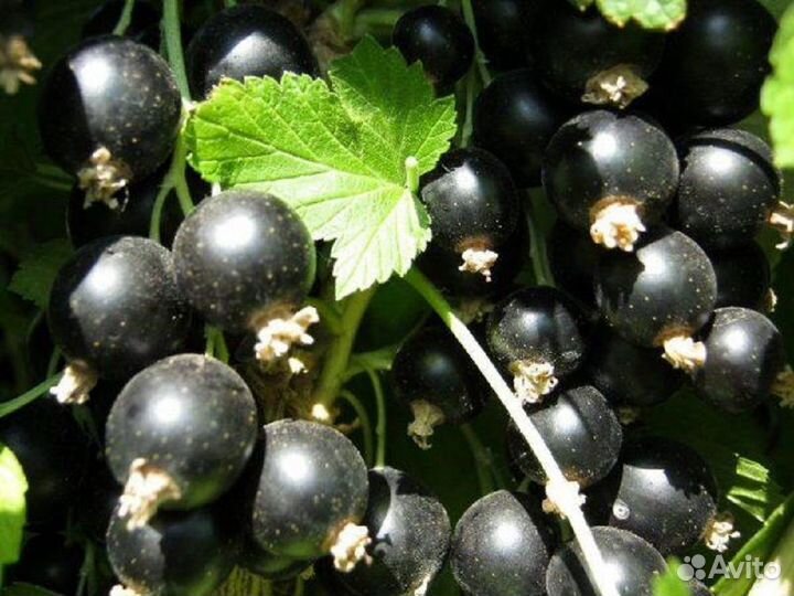 Смородина, крыжовник, вишня, черешня, яблони