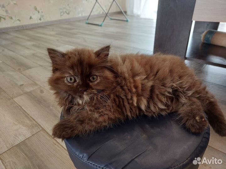 Отдам в добрые руки породистых кота кошку и котят