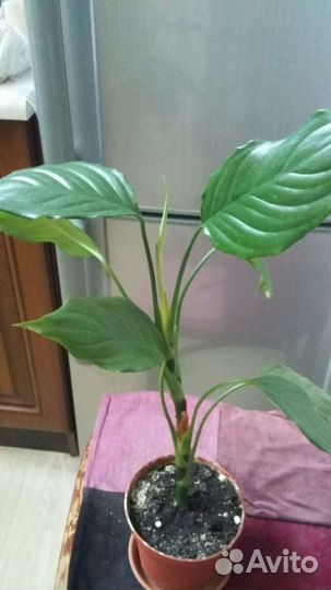 Диффенбахии