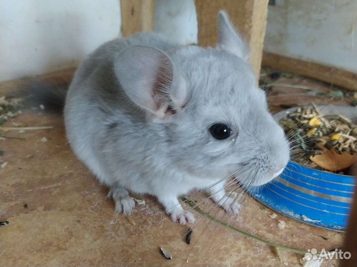 Шиншиллята