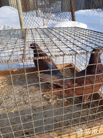 Голуби бойные бакинцы