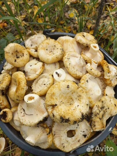 Грузди сырые