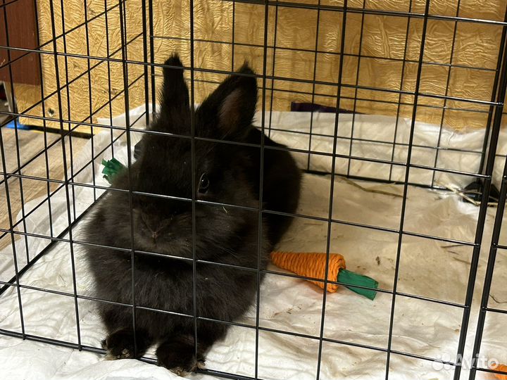 Кролик декоративный в добрые руки, вольер, корм