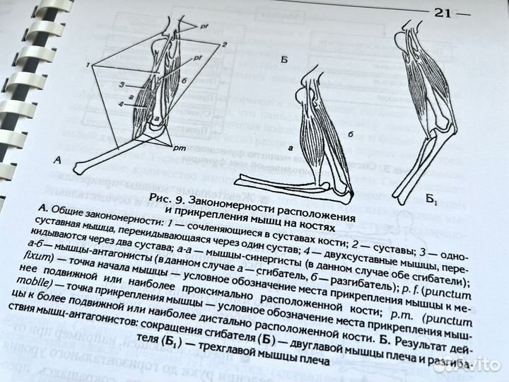 Атлас профессионального массажа
