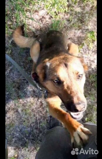 Собака в добрые руки