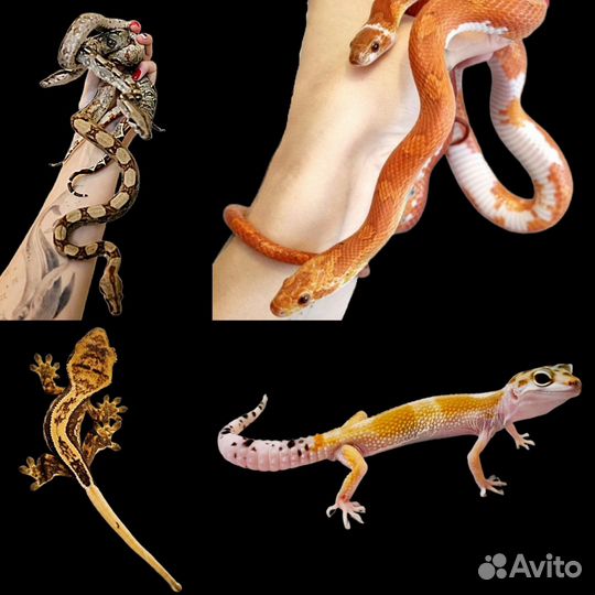 Передержка экзотических животных на майские