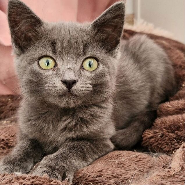 Русский голубой котёнок