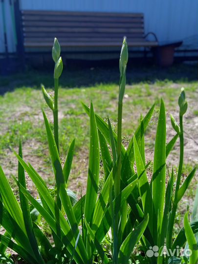 Многолетники для сада