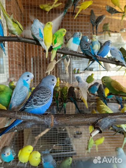 Попугаи оптом