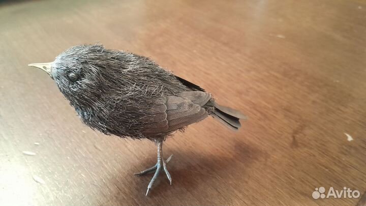 Bucellatti воробей