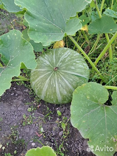 Яблоки Мельба