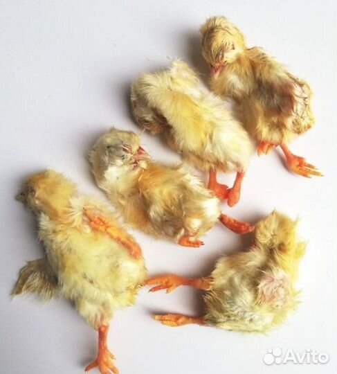 Цыплята суточные на корм