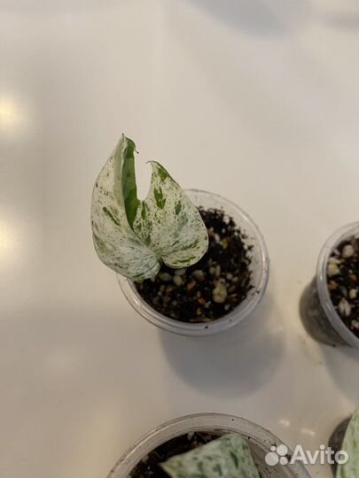 Эпипремнум пиннатум вайт марбл