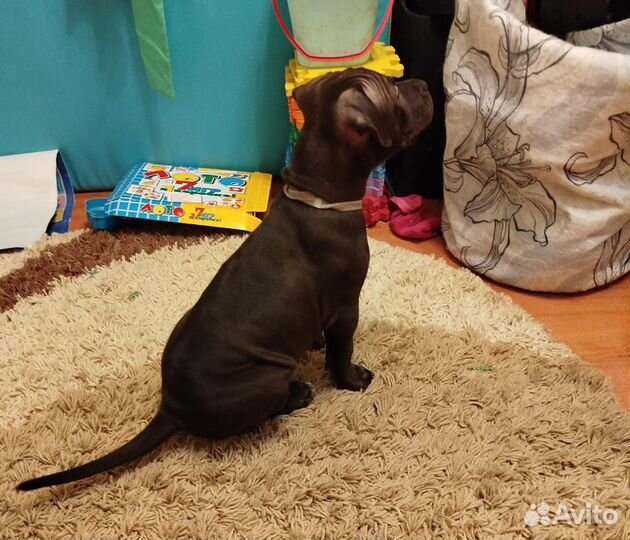 Щенок питбуль