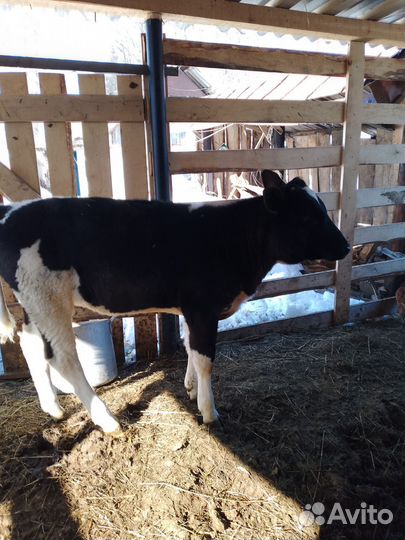 Теленок 1,5 месяца