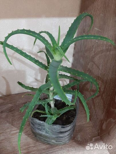 Алоэ лечебный трехлетний