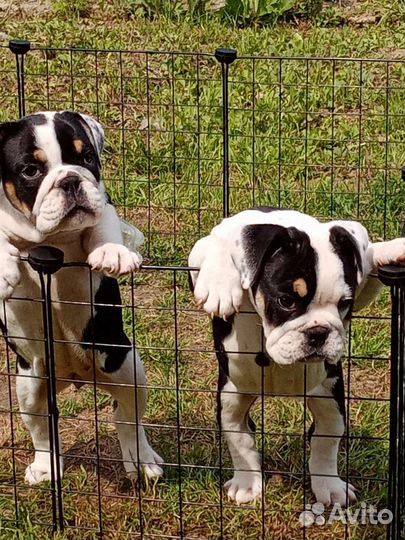 Парень Английского бульдога