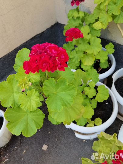 Пеларгонии сортовые