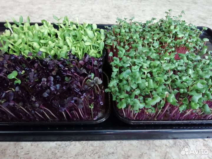 Микрозелень, проростки маш, голозёрный овёс